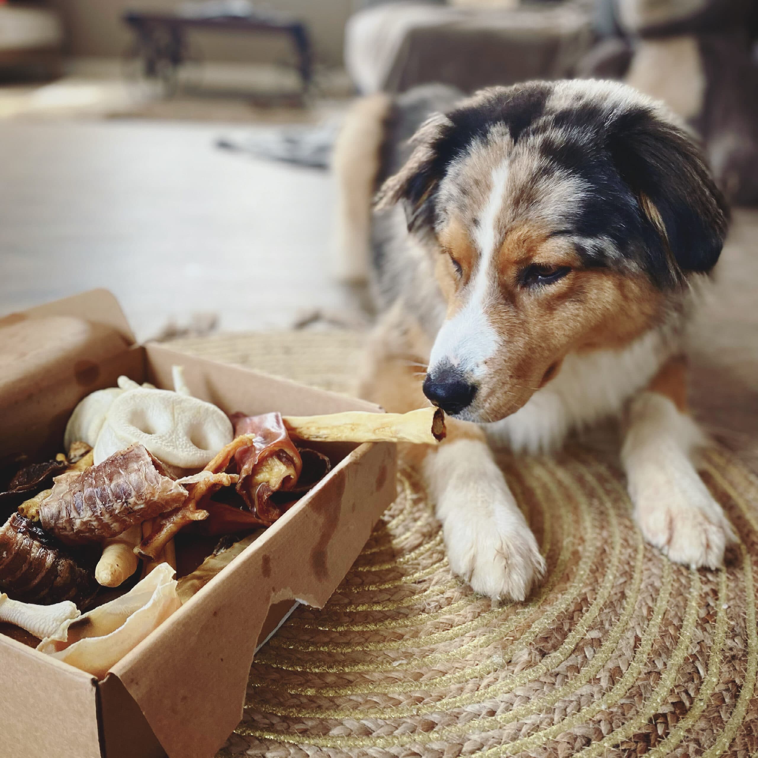 Top 10 Natural Treats For Dogs