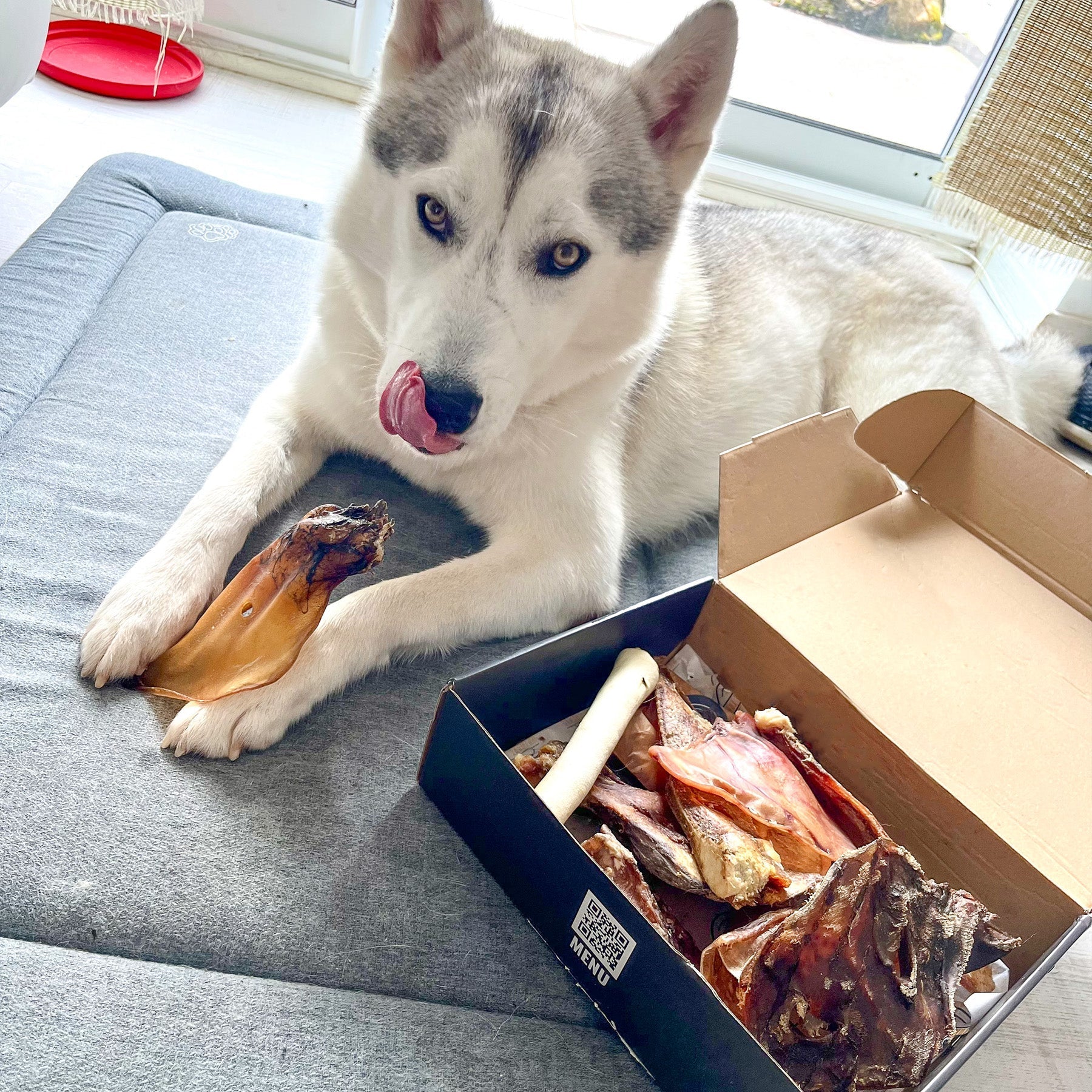 Healthy Dog Snacks: All You Need Know